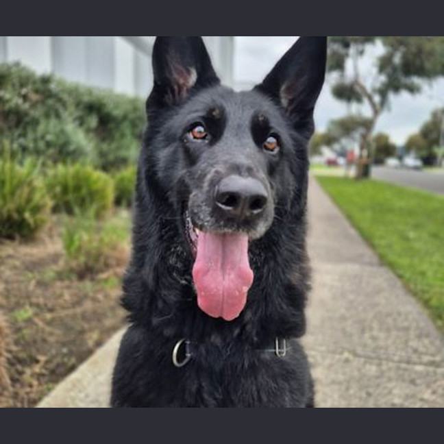 Photo of Rover