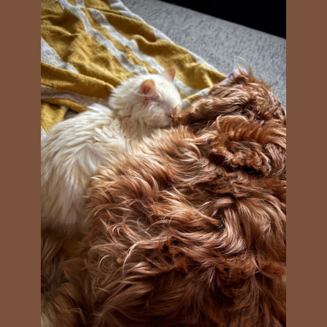 Photo of Oats Meet Me @Petstock Carrum Downs Store