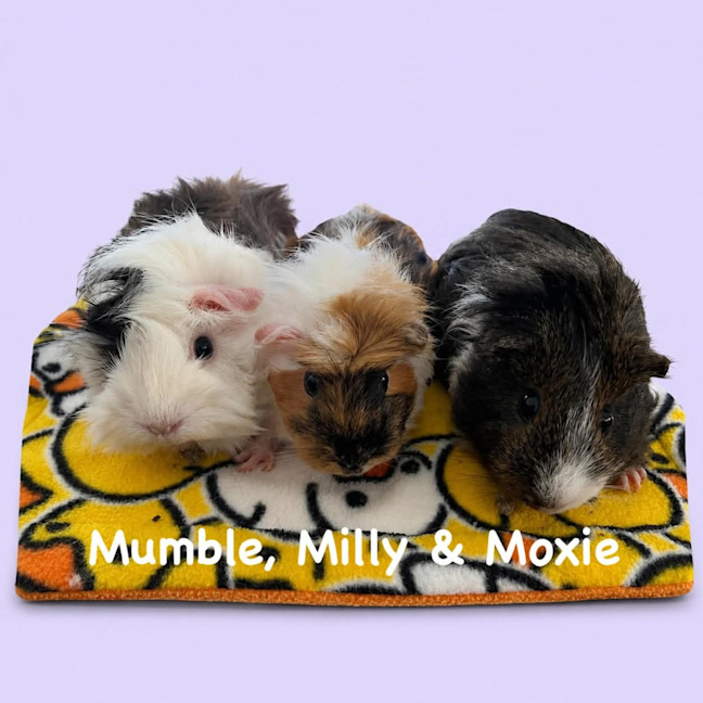 Photo of Milly, Mumble & Moxie