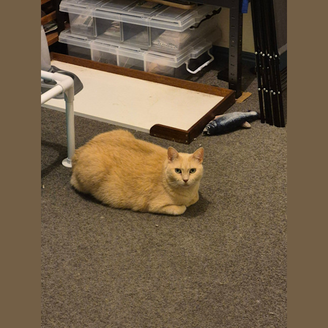 Photo of Phoebe