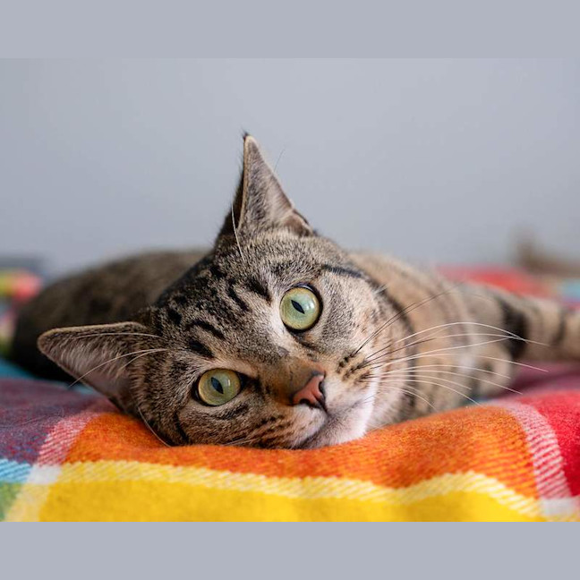 Photo of Oliver