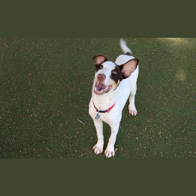 Photo of Ducky