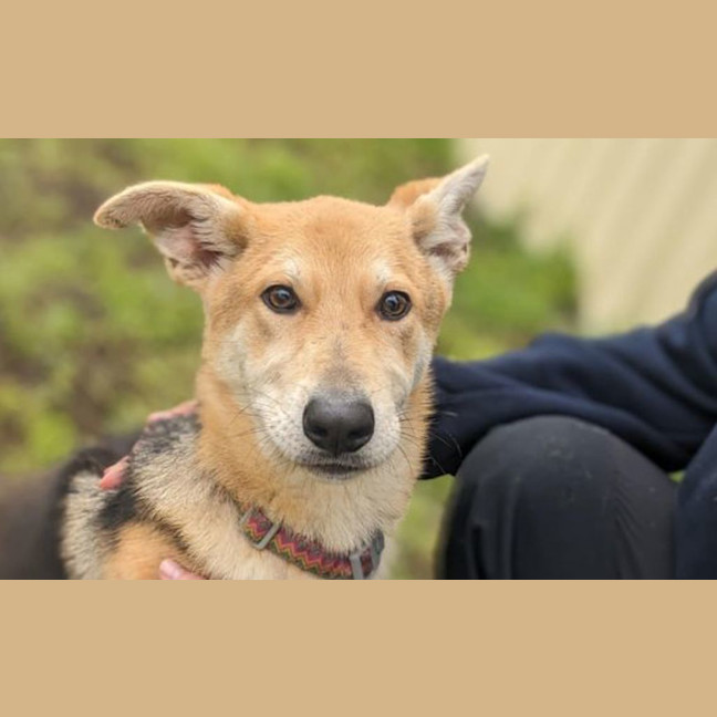 Photo of Dingo