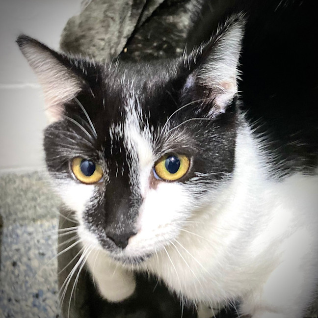 Photo of Buddy