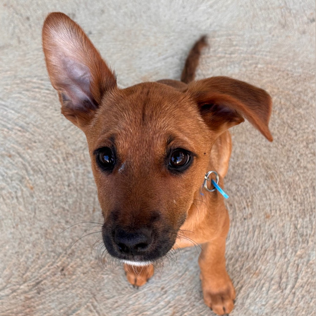 Photo of Buzz