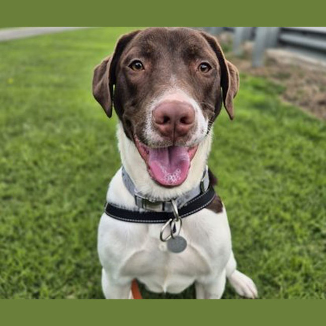 Photo of Milo