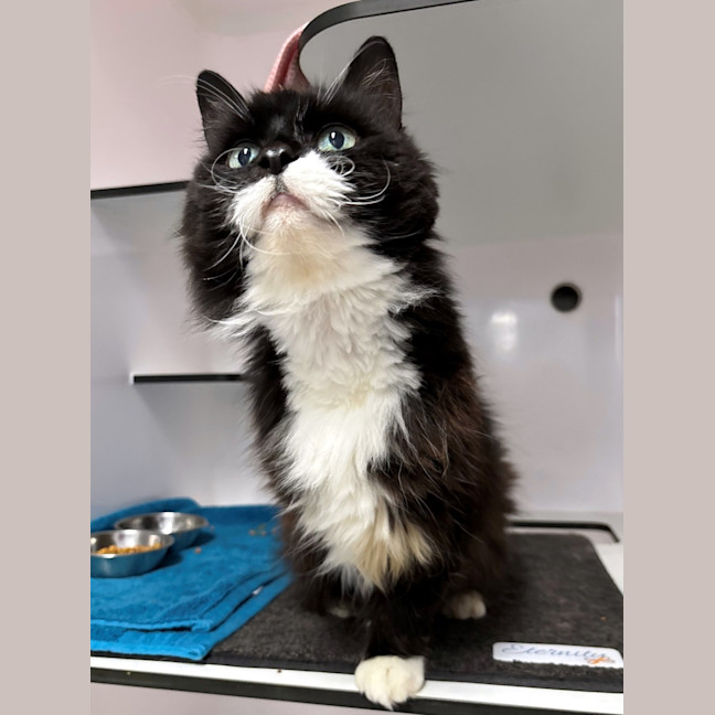 Photo of Tinkerbell Sta013218