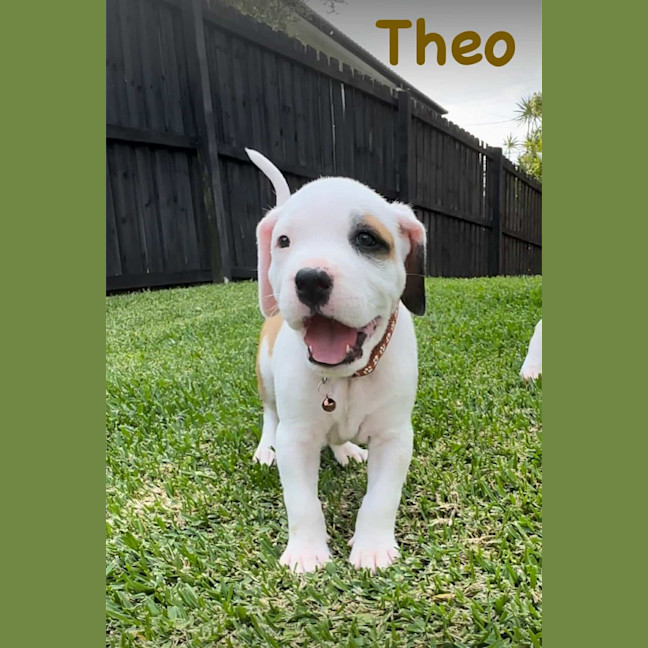 Photo of Theo