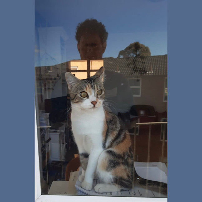 Photo of Marshmallow