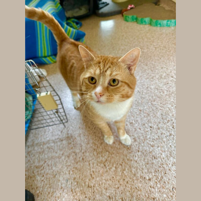 Photo of Bilbo Renamed To George