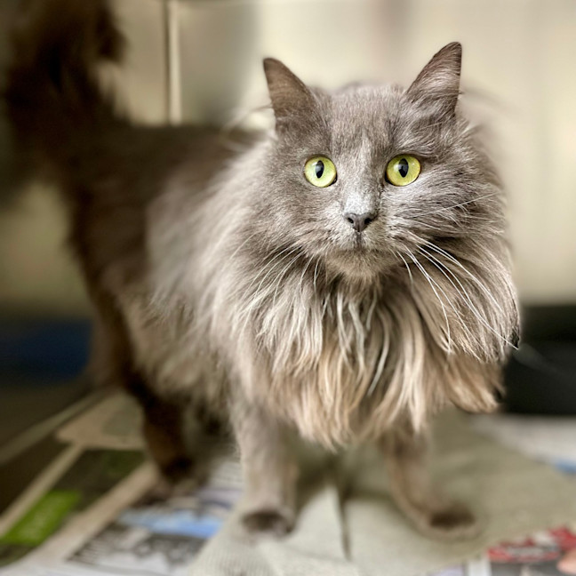 Photo of Tink