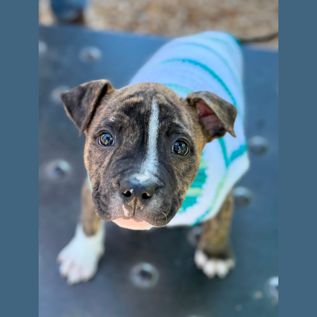 Photo of Jack Of Hearts 