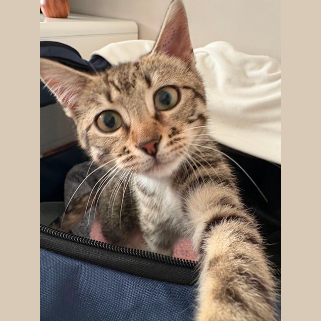 Photo of Lacey