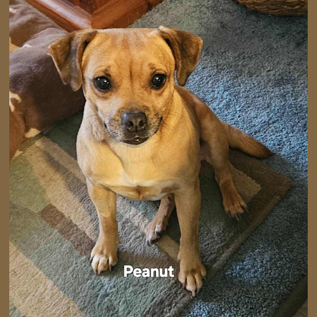 Photo of Peanut