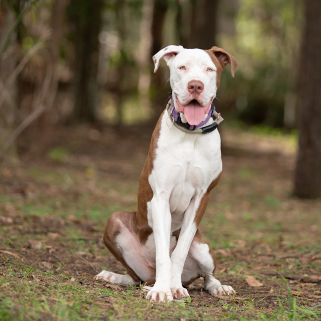 Photo of Sage
