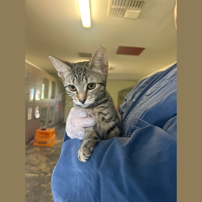 Photo of Nala