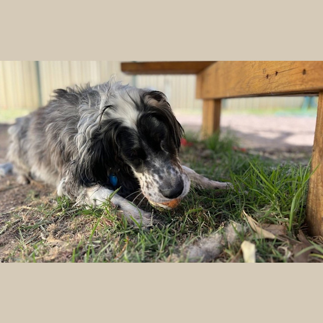 Photo of Pippa