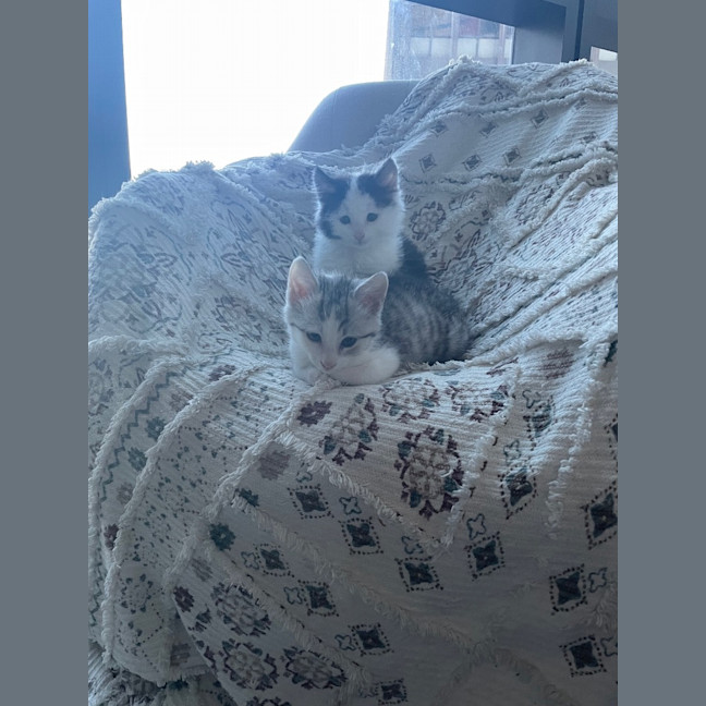 Photo of Bambi