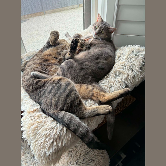 Photo of Piper / Major
