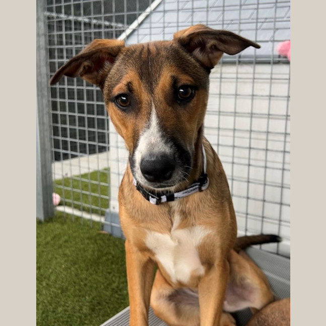 Photo of D1116 Kylie