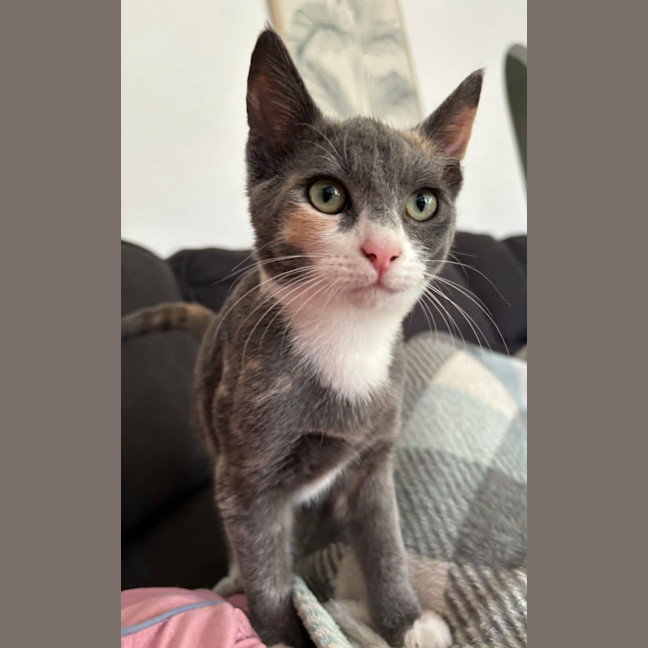 Photo of Calypso