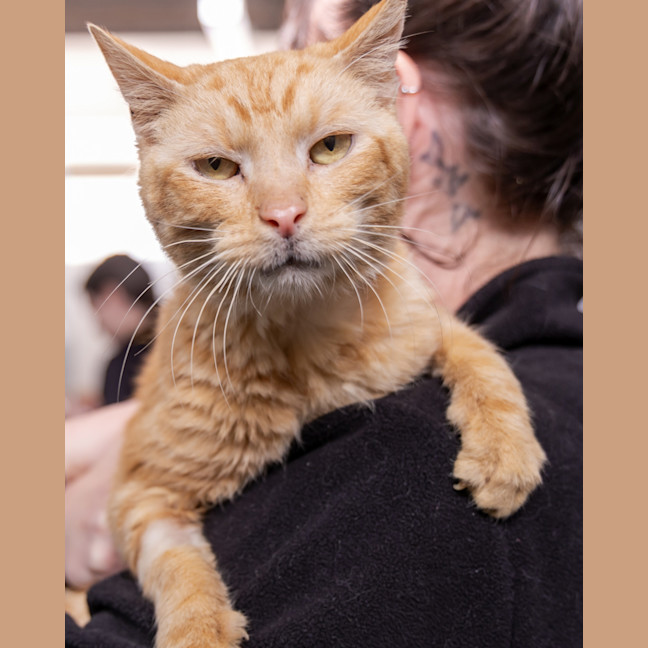 Photo of Timber