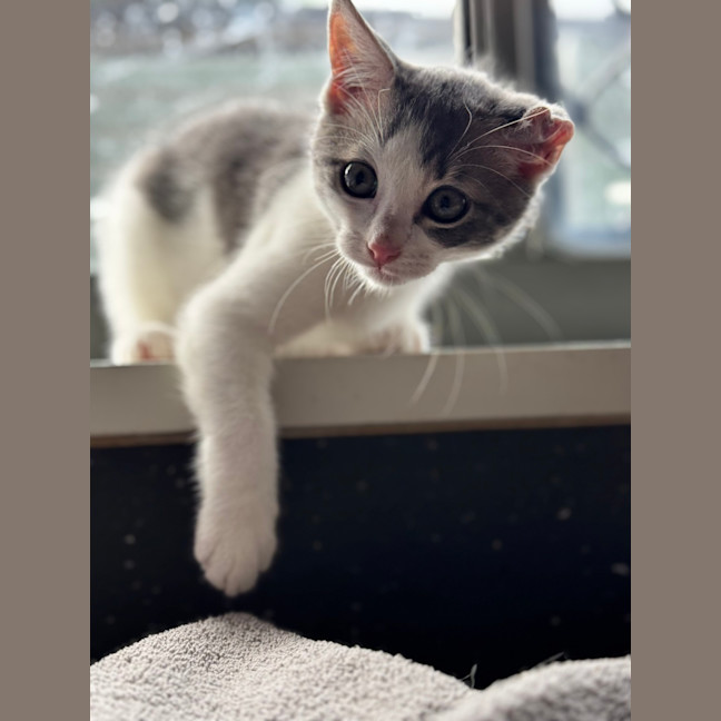 Photo of Cauliflower