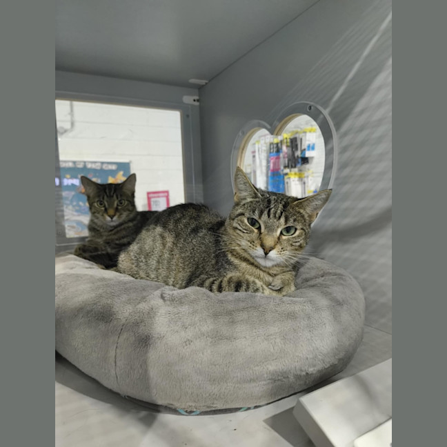 Photo of Bruno Looking For A Farm Home/Barn Cat