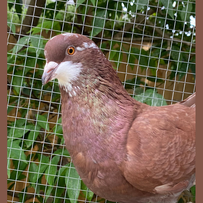 Photo of Potato Wedgie