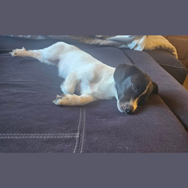 Photo of Oreo