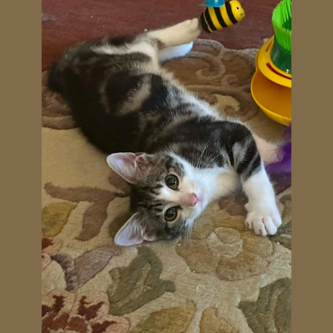 Photo of Lenni   In Foster In Oak Park