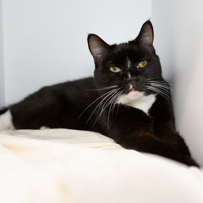 Photo of Beans Aka Sir Kittington