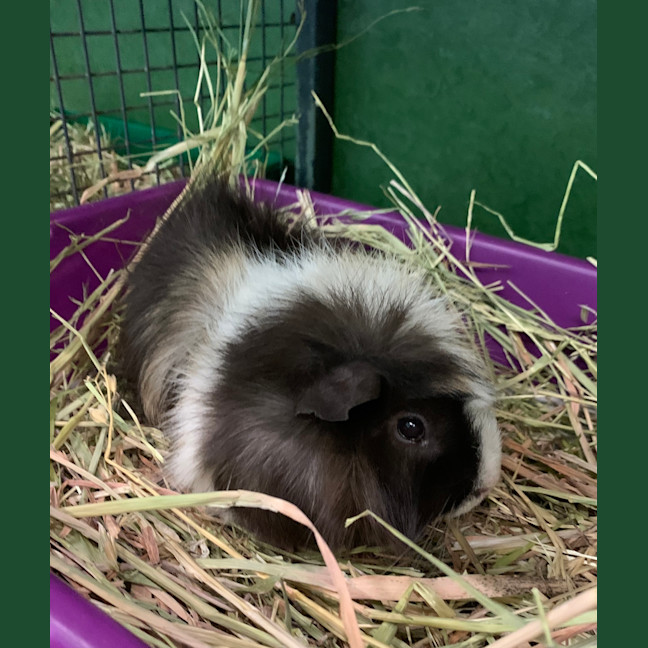 Photo of Bandit