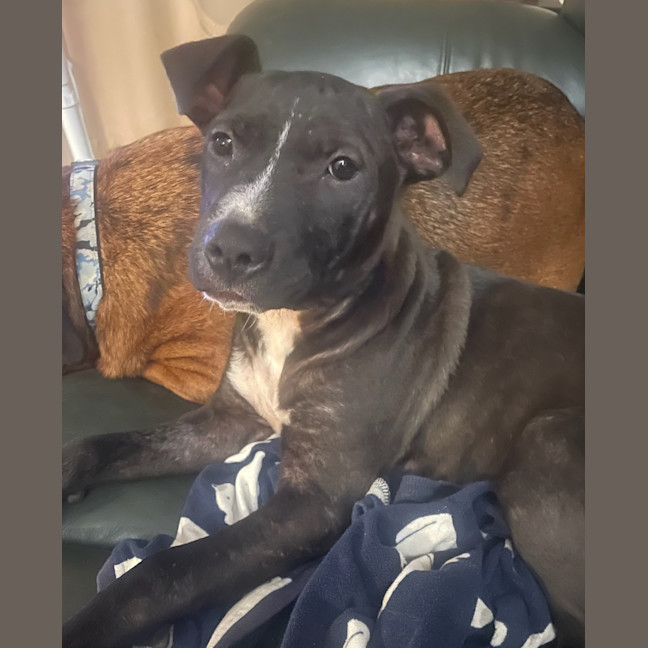 Photo of Peppa Piglet