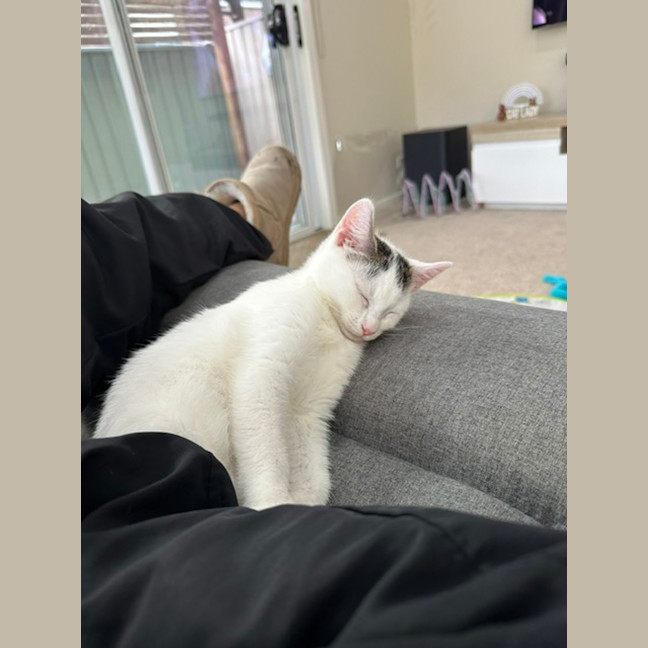 Photo of Guppy