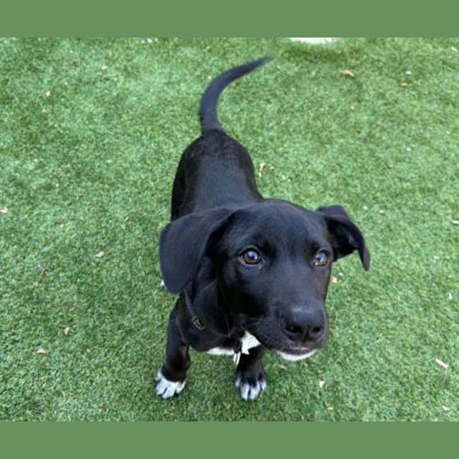 Photo of Koda