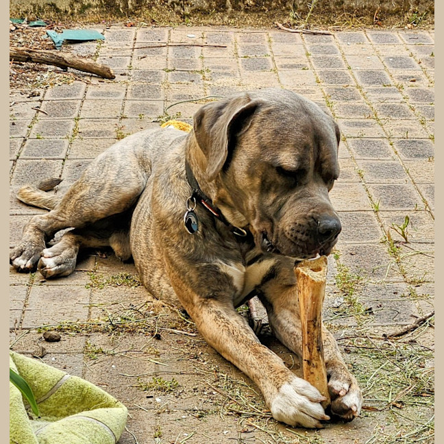 Photo of Tyrrell (Tyr)