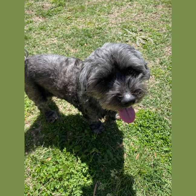 Photo of Marley & Bruno