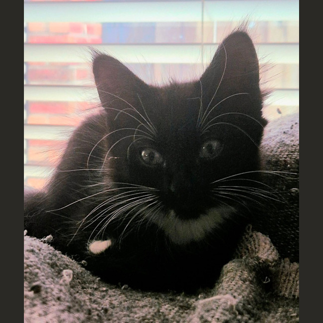 Photo of Misty Meet Me@ Petstock Hastings Store