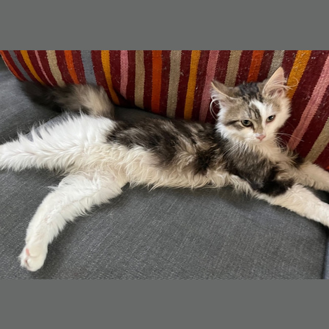 Photo of Twinnie Meet Me@Petstock Keysborough Storw