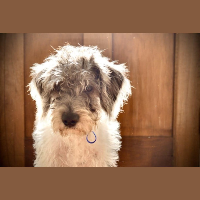 Photo of Ollie   6 Month Old Wolfhound X