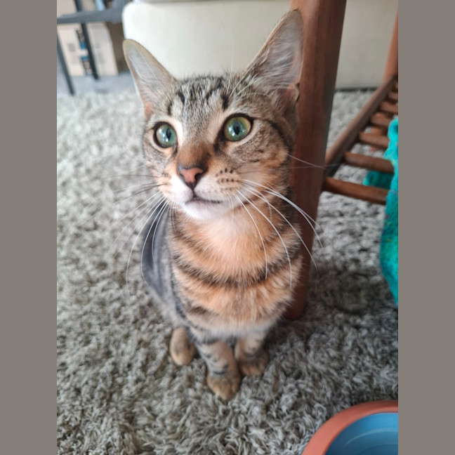 Photo of Flintavious 