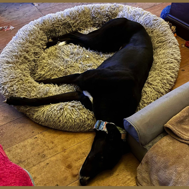 Photo of Layla, The Greyhound