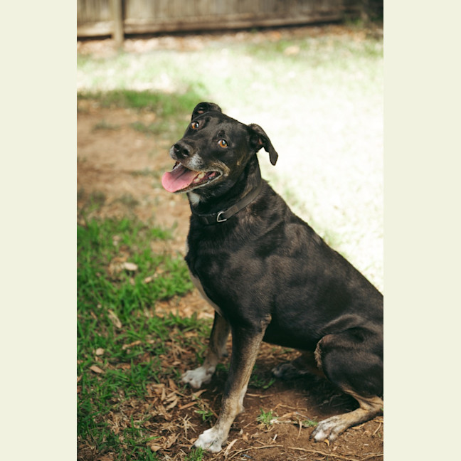 Photo of Banjo   6 Year Old Kelpie X