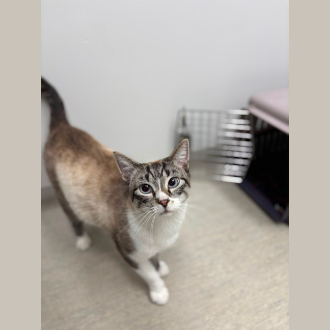 Photo of Missy