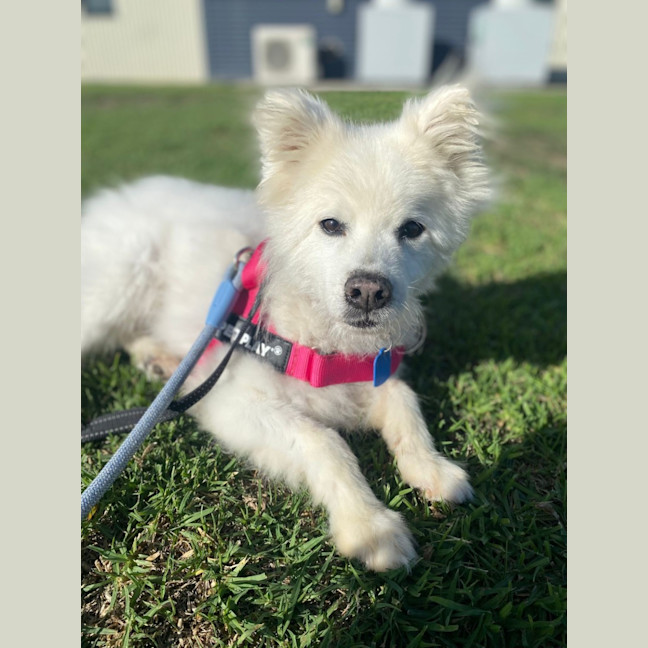 Photo of Coco
