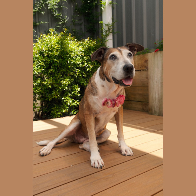 Photo of Missy   6 Year Old Staffy X