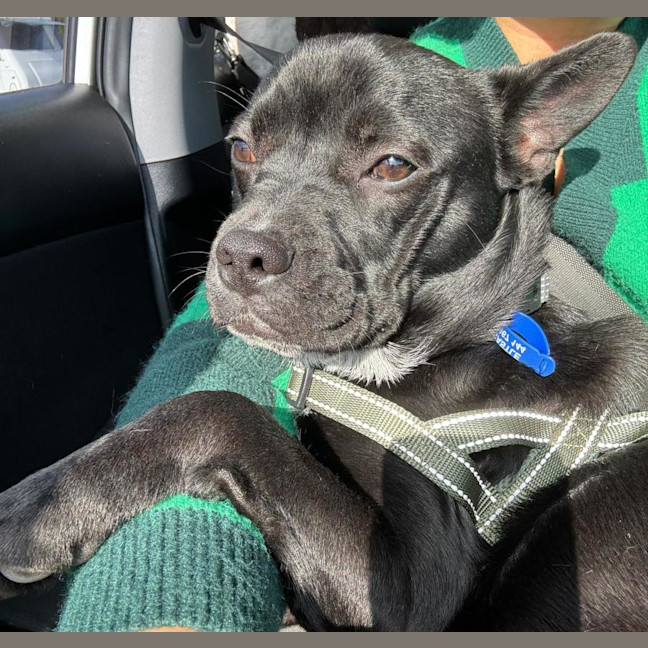 Photo of Claude   4 Year Old French Bulldog X (Trial)