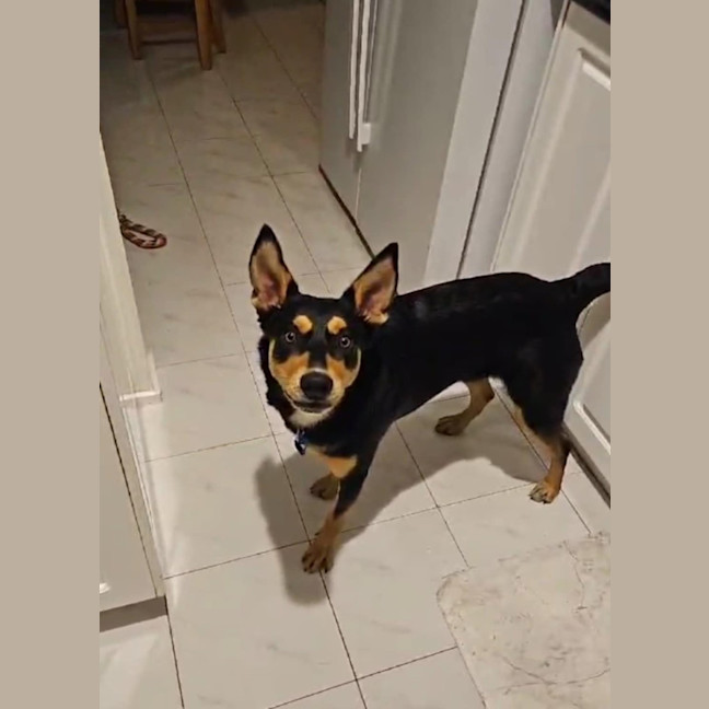 Photo of Teddy   9 Month Old Kelpie