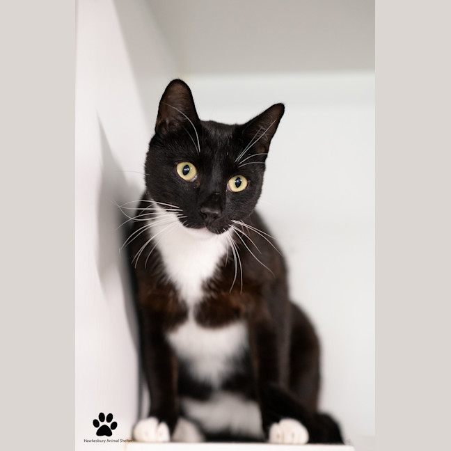 Photo of Marshmallow